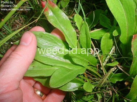 sorrel, heartwing